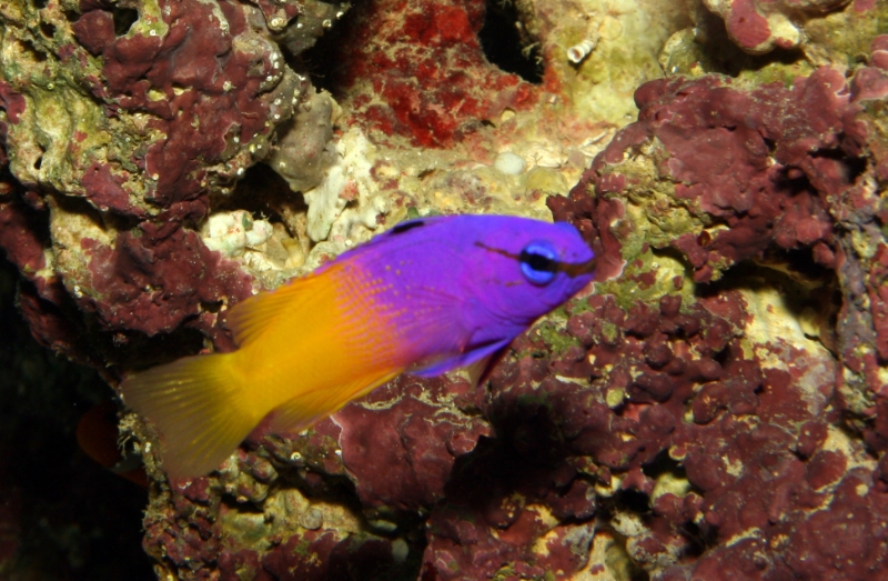 Pseudochromis paccagnellae (royal dottyback), Aquarium 1.jpg - Pseudochromis paccagnellae (royal dottyback)
